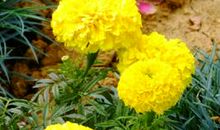 描写菊花外形的句子