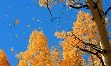 富含诗意喝酒开心的句子