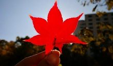 起得比鸡早的说说