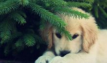 突然很想你的句子