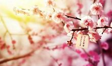 形容桃花的句子