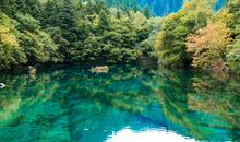 关于竹子的经典诗句