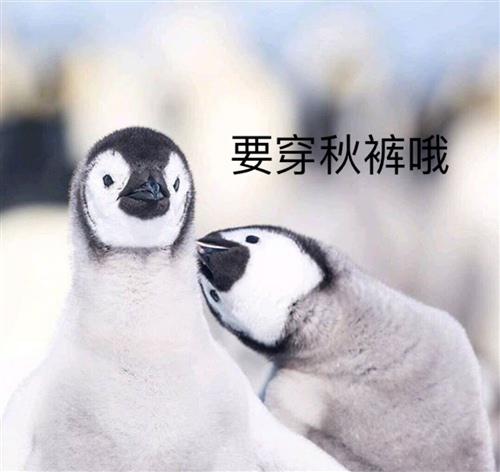 前一阵子