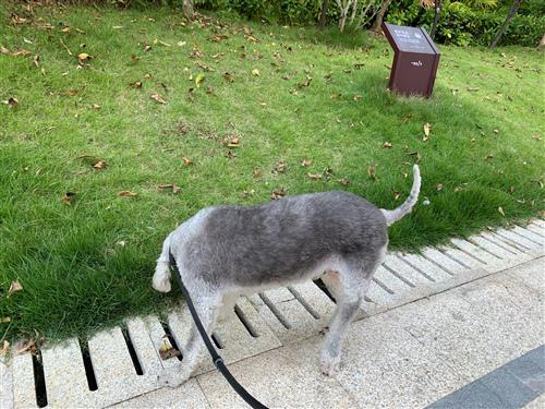 许多人喜欢养狗