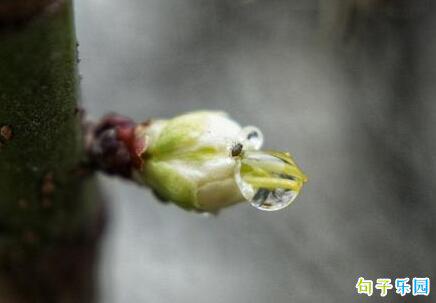 春季见果树