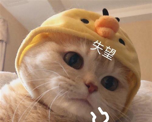 在怀孕期间