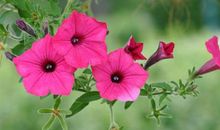 让人感动开心的句子