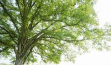 关于植树节的优美句子