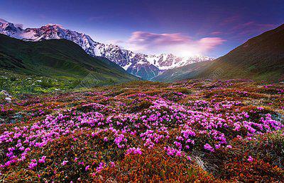 桃花开了很久