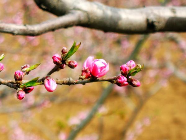 在我内心的花园里