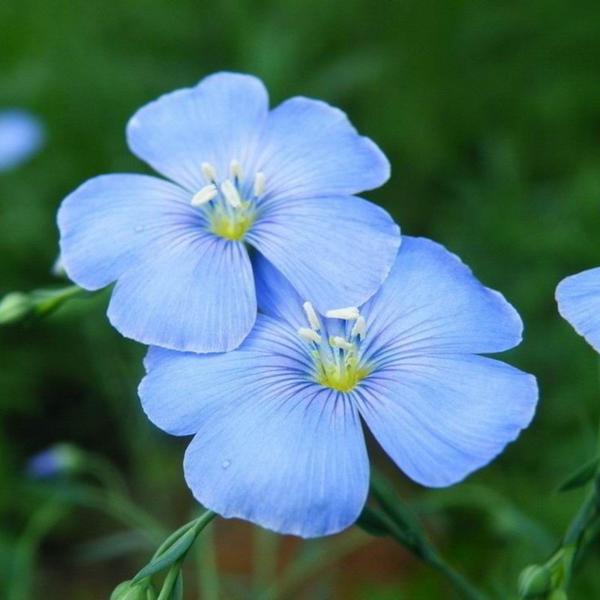 收集金色的花朵