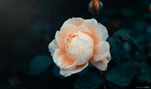 关于亲情的万能句子