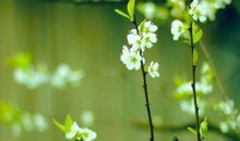 2020春分短信祝福语大全 适合春分发圈的祝福语