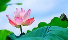 赞扬风景优美的诗句