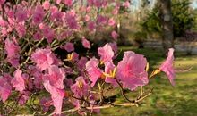 杜鹃开花的朋友圈说说