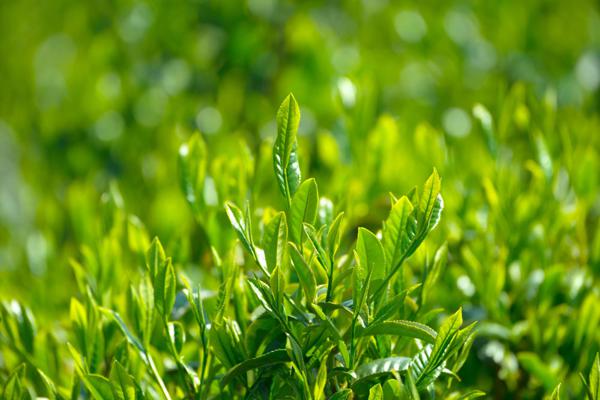 我小时候不知道喝茶