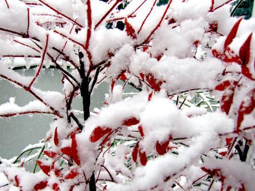 雪是纯净的