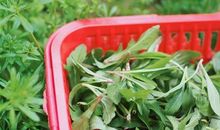 挖野菜时的心情说说 春天挖野菜发朋友圈说说