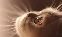 动物陪伴唯美句子