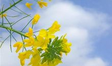 油菜花晒朋友圈怎么说 看油菜花的说说一句话