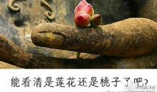 世界上最动听的情话