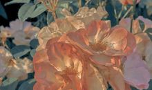 简短的高级情话 适合表白的暖心情话