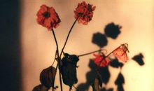 难过到极致的句子 一看就想掉泪的说说短句