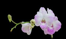 英文关于亲情的句子简短