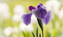 亲情奶奶童年回忆的句子