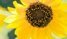 清纯女孩子开心的句子