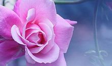 亲情失落的句子句句痛心