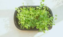 好开心的句子 想表达开心的句子