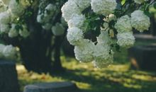 亲情经典英文句子简短