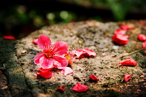 花开的诗句 1