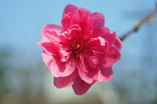 花开的诗句 2