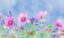 早安心语优美的语句