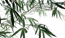 关于谦虚的座右铭