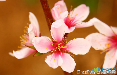赞美桃花的句子