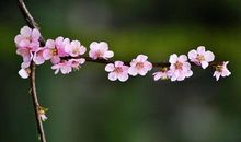 描写春天桃花的句子