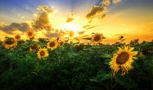 qq努力的句子说说心情