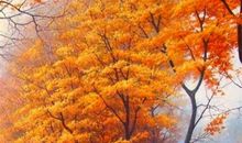 伤害亲情的句子说说心情