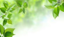 描写春天的诗句