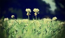 亲情和友情的选择句子