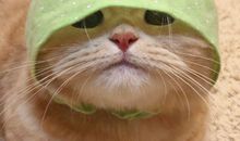 感谢宠物陪伴的经典说说 关于爱宠陪伴的心情句子