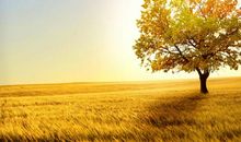 描写秋天丰收的词语