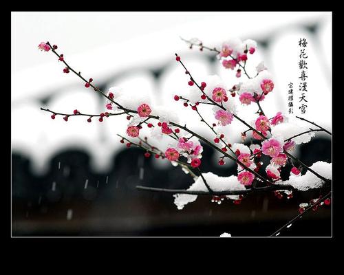关于雪的句子