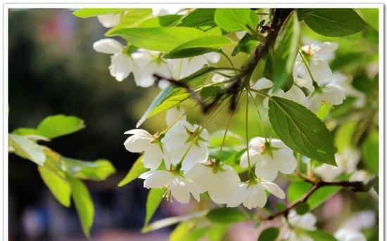 10.下雨是因为云朵在哭泣，鲜花是因为风在笑而盛开，雪花因太阳入睡而落下，月亮因星辰醉倒而变圆，我发短信给你是因为我想念你。我笑是因为你了解我的心。