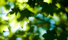 描写夏天的诗句30句