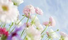 关于花的优美句子