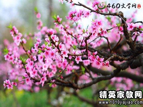 写一个关于桃花的段落